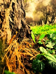 tree base  with the atmosphere of Autumn 