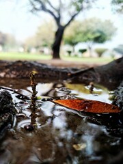 autumn leaves on the water