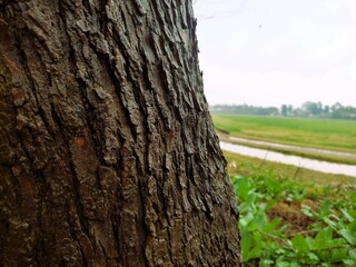closeup of a tree trunk