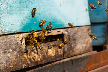 Group of bees near a beehive, in flight. Wooden beehive and bees. Bees fly out and fly into the round entrance of a wooden vintage beehive in an apiary close up view