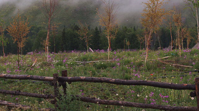 Fence in the misty forest.