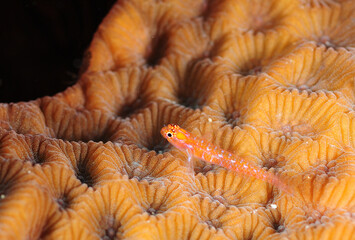 小さなサンゴの上のウミタケハゼ　久米島