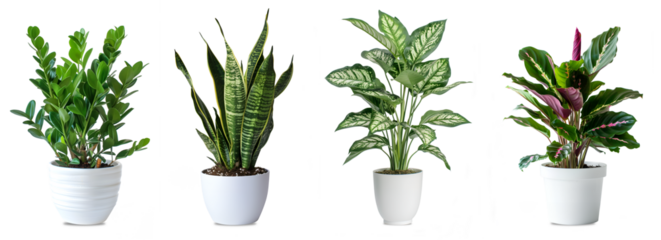 Selection of indoor houseplants in white ports, isolated
