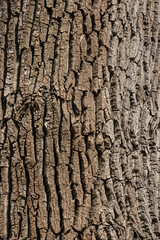 Old Wood Tree Texture Background Pattern
