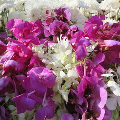 lots of small white and pink orchids