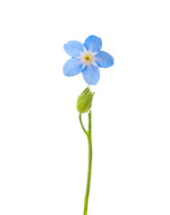 Forget-me-not flower isolated on white background. Selective focus. Shallow DOF - 757850769