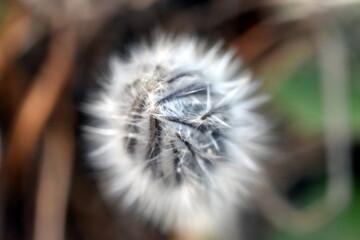 Haarige Pulsatilla-Knospe im Frühling