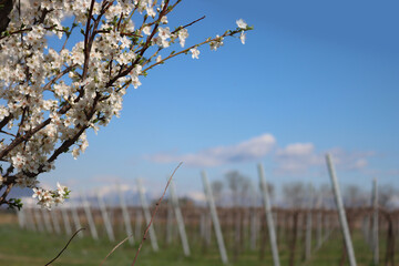 Close-up of Blackthorn branches with white flowers near Vineyard in the italian countryside. Vitis...