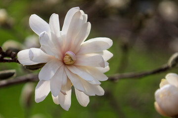 Closeup shot of a blooming magnolia flower on a tree branch