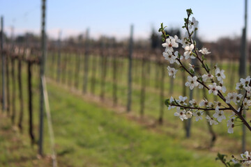 Close-up of Blackthorn branches with white flowers near Vineyard in the italian countryside. Vitis...