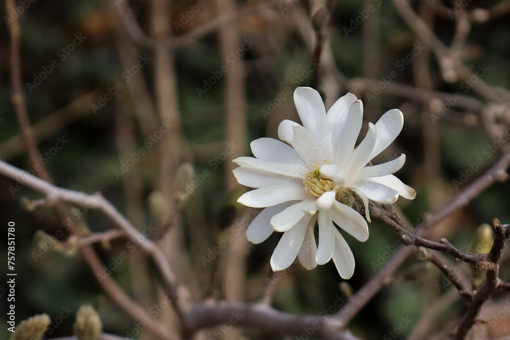 Wall mural Closeup shot of a blooming magnolia flower on a tree branch