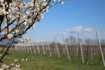 Close-up of Blackthorn branches with white flowers near Vineyard in the italian countryside. Vitis...