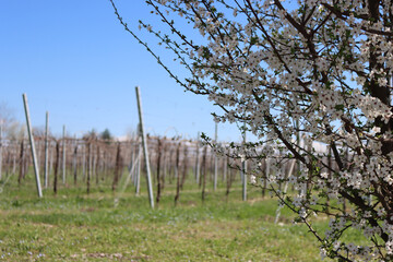 Fototapeta premium Close-up of Blackthorn branches with white flowers near Vineyard in the italian countryside. Vitis vinifera and Prunus spinosa on early springtime