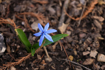 Closeup shot of Siberian squill, Scilla siberica