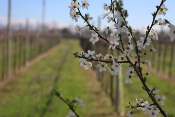 Close-up of Blackthorn branches with white flowers near Vineyard in the italian countryside. Vitis...