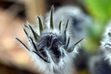 Haarige Pulsatilla-Knospe im Frühling