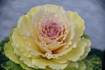 Flowering kale (Brassica oleracea L. var. acephala DC. f. tricolor) in Japan in spring