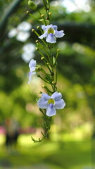 Behold the majestic Thunbergia grandiflora, also known as the Blue Sky Vine. Its large, vibrant...
