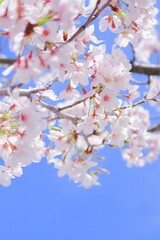 春のピンクの桜の花のアップと空 縦