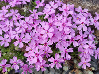 Moss phlox flowers. Phlox subulata