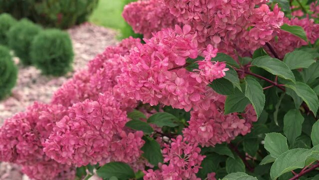 Hydrangea paniculata and conifer. Beautiful Garden path made of natural stones, gravel. Huge landscaping trend. Lawn, shrubbery in the backyard. Scenic of nice landscaped. Walkway. Green home design	