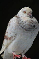 close up of a pigeon