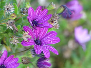Belles fleurs violettes