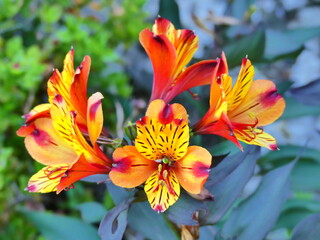 Fototapeta premium Fleurs orange jaune