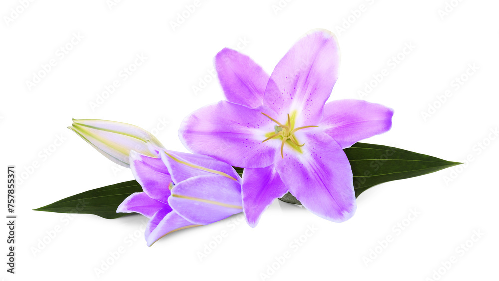 Wall mural violet lily flowers on white background. funeral attributes