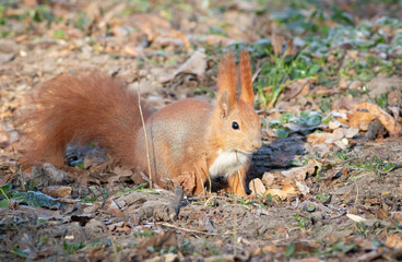 Naklejka na ściany i meble Red squirrel, Sciurus vulgaris. The animal runs around on the ground looking for acorns and nuts