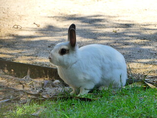Petit lapin blanc