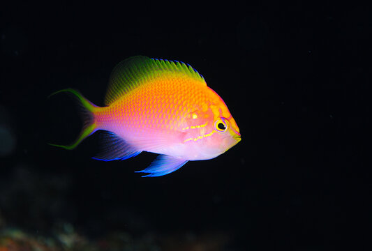 ハナゴンベ　久米島