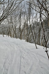 winter in snow forest hokkaido japan