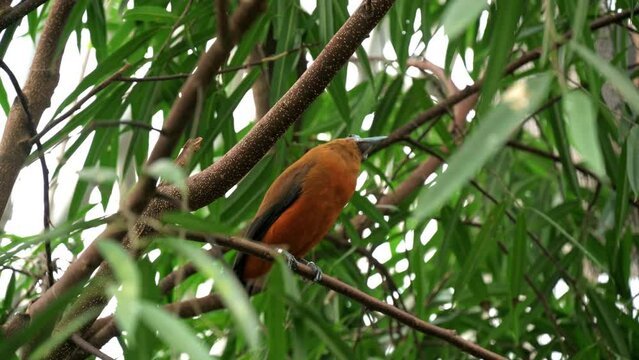 The capuchinbird (Perissocephalus tricolor) is a large passerine bird of the family Cotingidae. It is found in humid forests in north-eastern South America.