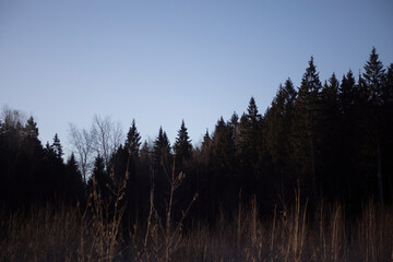 Forest silhouette. Tall trees. Forest on the horizon.