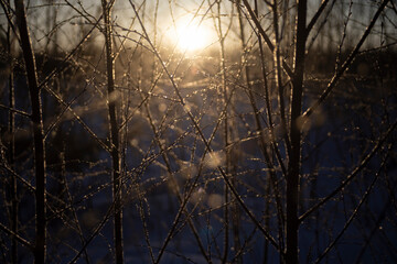 Morning light in nature. Dawn in winter. Frozen branches in sunlight.