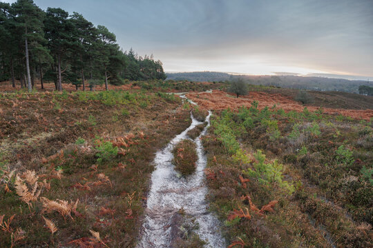 A narrow path between dense heather leads into the horizon with sunrise on the horizon lighting dark grey clouds