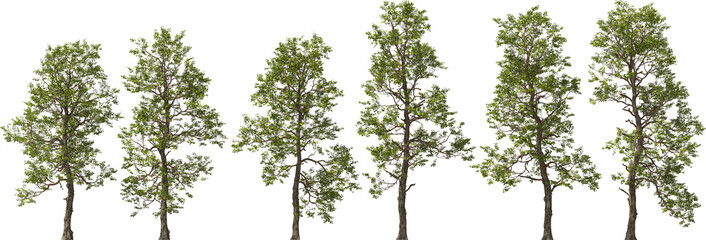 populus cathayana tree hq arch viz cutout plants - 757860143