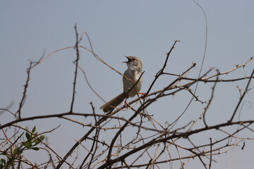 song sparrow standing on twig tree
