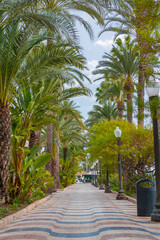 Main street by the sea in Alicante, promenade, street with palm trees by the sea - Esplanada