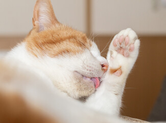 毛づくろいをする猫　茶トラ白