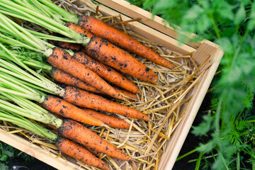 Harvest bio carrots with batwa top view, space for text