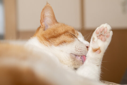 毛づくろい」の写真素材 | 72,025件の無料イラスト画像 | Adobe Stock