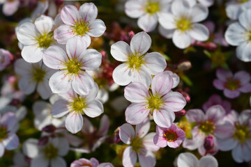 Mossy Saxifrage Pixie Appleblossom flowers