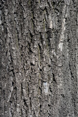 Fototapeta premium Small-leaved lime bark bark detail