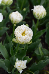 Obraz na płótnie Canvas Tulip Snow Crystal flowers