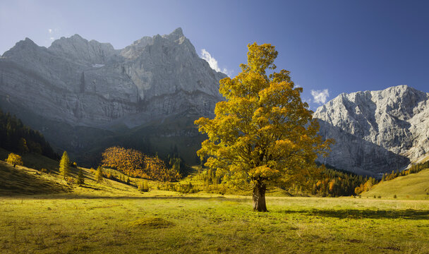 Bergahorn, Spritzkarspitze, Gro&szlig;er Ahornboden, Engalm, Karwendel, Tirol, &Ouml;sterreich