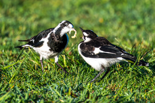 Two Magpie Larks on the grass and early morning dew