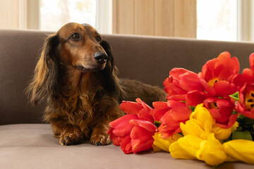Red dachshund dog sitting on a brown couch with red and yellow tulips. Small longhaired wiener dog...
