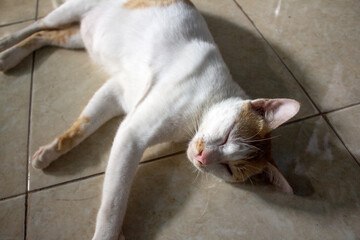 Portrait of a house cat lying on the floor.
Pinrang, South Sulawesi Indonesia.
March 14 2024